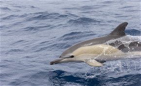 Delfinek úszkálnak Velencénél