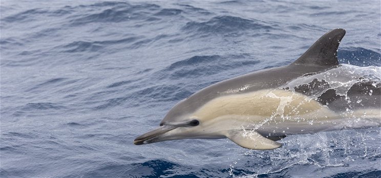 Delfinek úszkálnak Velencénél