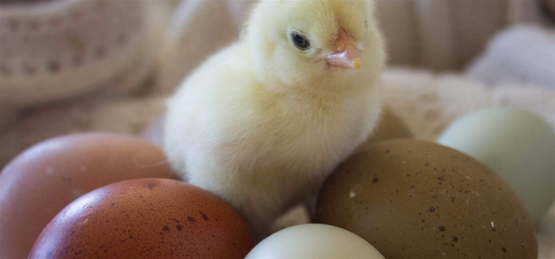 Hihetetlen! Ezek a tyúkok színes tojásokat tojnak!