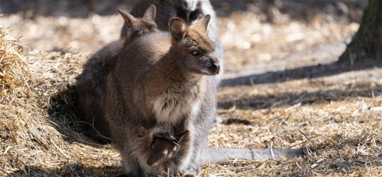 Mint a Micimackóban: Zsebibabával gyarapodott a debreceni állatkert