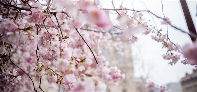 A vártnál sokkal korábban kezdődött idén a cseresznyefa virágzás Japánban