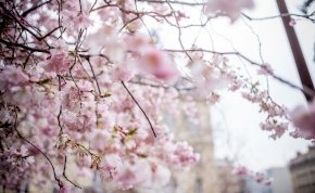 A vártnál sokkal korábban kezdődött idén a cseresznyefa virágzás Japánban