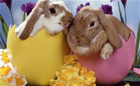 Csoki vagy plüss: ne vegyél élő nyulat húsvétra!