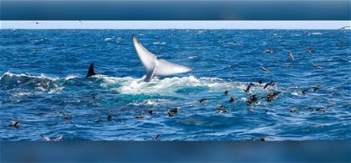  „Vérbuborék emelkedett a felszínre” – delfinek ölték meg a világ legnagyobb állatát