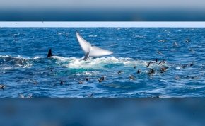  „Vérbuborék emelkedett a felszínre” – delfinek ölték meg a világ legnagyobb állatát