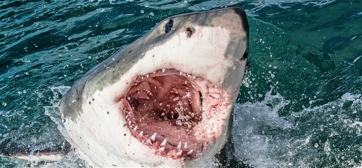Hivatalosan is visszatértek a fehér cápák az Adriai-tengerre