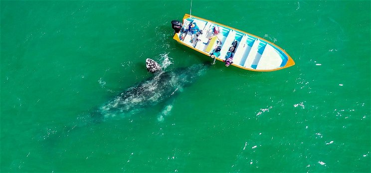 Több, mint tíz év után tűnt fel ismét szürke bálna a Földközi-tengerben