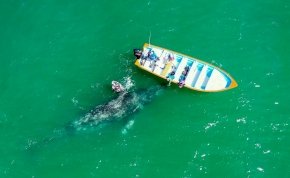 Több, mint tíz év után tűnt fel ismét szürke bálna a Földközi-tengerben