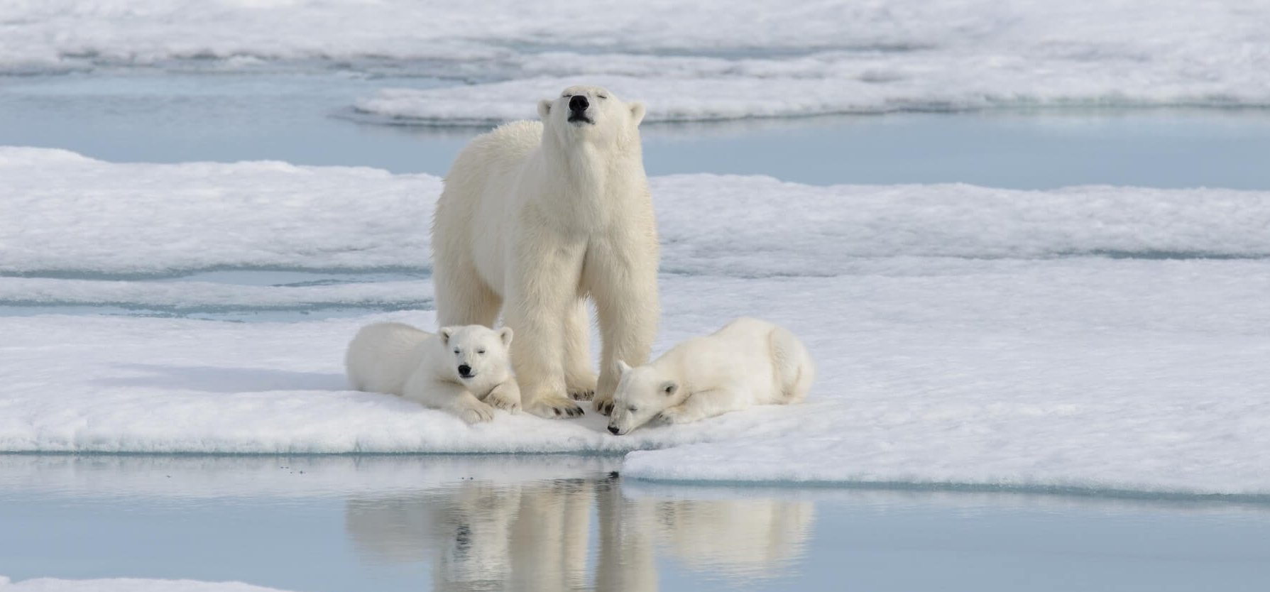 Egy hibrid medvefaj jelentheti a jegesmedvék utolsó esélyét