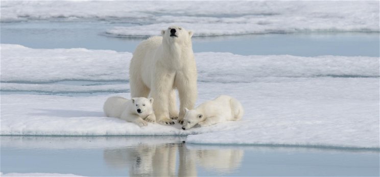Egy hibrid medvefaj jelentheti a jegesmedvék utolsó esélyét