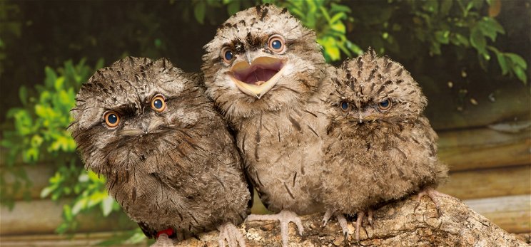 Nevetni fogsz! Kiderült, melyik az Instagram legszexibb madara