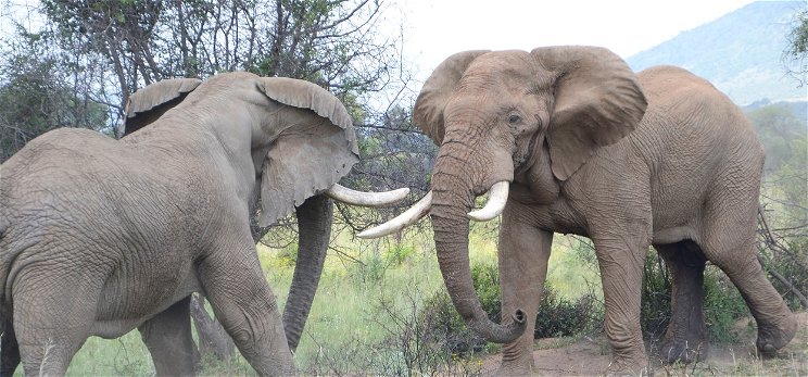 Elefántcsontparton teljesen kihalhatnak az elefántok 