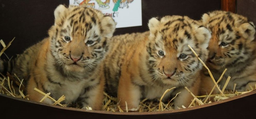 Szibériai tigriskölykök születtek a Kecskeméti Vadaskertben