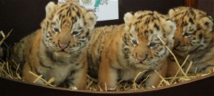 Szibériai tigriskölykök születtek a Kecskeméti Vadaskertben