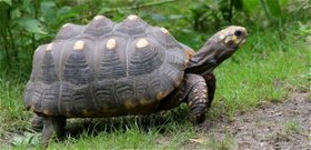 Szenes teknős kelt ki a Szegedi Vadasparkban