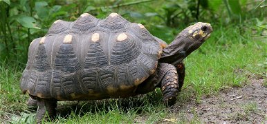 Szenes teknős kelt ki a Szegedi Vadasparkban