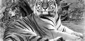 Meghalt Norbi, a budapesti állatkert öreg tigrise