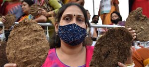A tehénlepény nem hatásos a koronavírus ellen, Indiában mégis magukra kenik