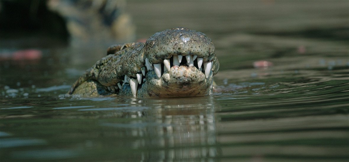 Furcsa nevet kapott a krokodil, miután lemészárolta egy falu harmadát