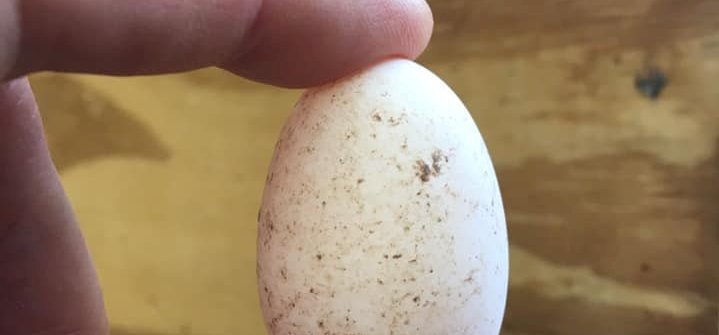 Döbbenetes: egy szinte teljesen tökéletes, ezeréves csirketojásra bukkantak a régészek