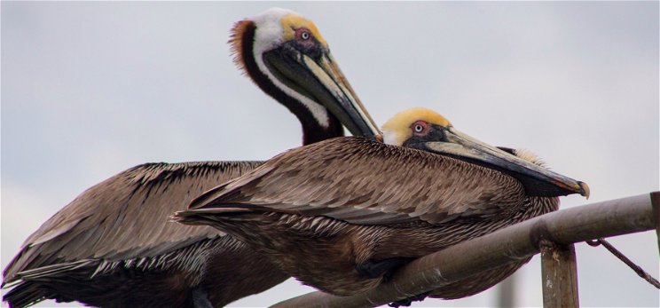 Mi folyik itt? Sorra törnek el a pelikánok szárnyai  