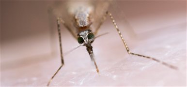 Neked is eleged van a szúnyogokból? Mutatjuk, hogyan szabadulhatsz meg tőlük!