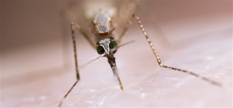 Neked is eleged van a szúnyogokból? Mutatjuk, hogyan szabadulhatsz meg tőlük!