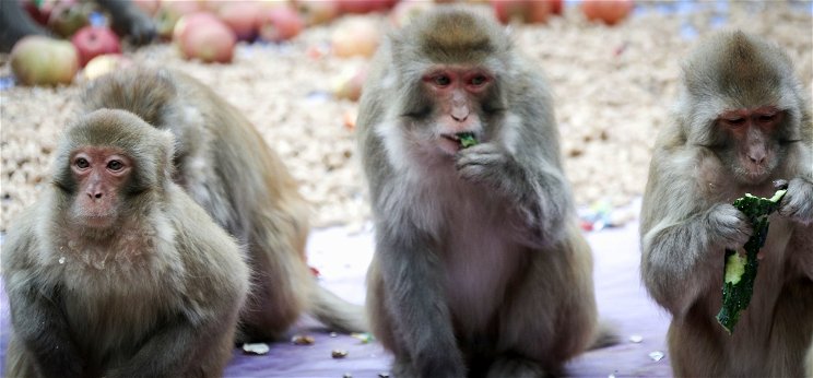 Napi cuki: Pelenkában, az ujját szopogatja Rézi, a kis majom - videó