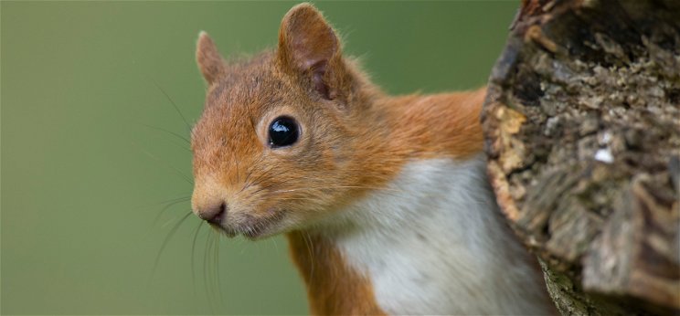 Emberségből jeles: elképesztő dolgot tett egy férfi, hogy megmentsen egy mókust – videó