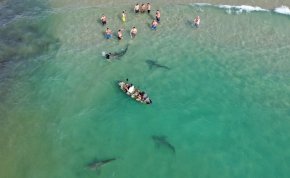 Centiken múlott az élete az egyik floridai fürdőzőnek, akire rátámadt egy cápa - videó