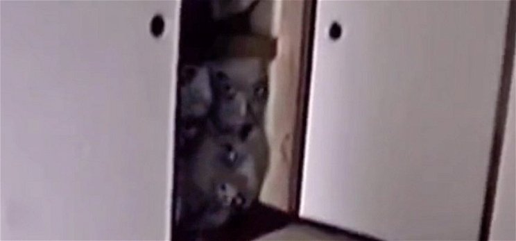 Horrorvideó sokkolja az internetet, félelmetes arcok látszódnak egy szekrényben - videó