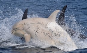 Sokkoló felvételek készültek egy kardszárnyú delfinről! Mi történt vele?