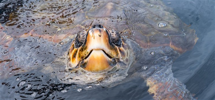 Ritka, kétfejű tengeri teknősre bukkantak Dél-Karolinában
