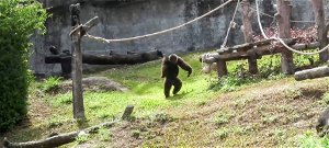 Bezuhant egy gyerek a gorillák közé az állatkertben, ami utána jött, azt elképzelni sem tudod - videó