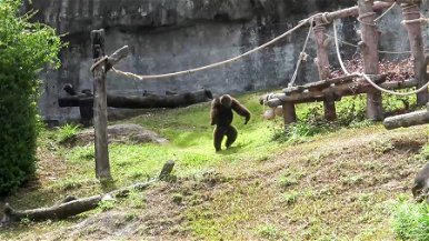 Bezuhant egy gyerek a gorillák közé az állatkertben, ami utána jött, azt elképzelni sem tudod - videó