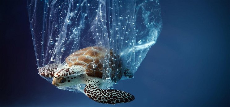 Evolúciós csapda: műanyaggal táplálkoznak a fiatal tengeri teknősök 
