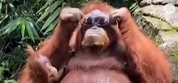 Szétröhögöd magad ezen a mókás majmon, aki kipróbálta a napszemüveget - videó