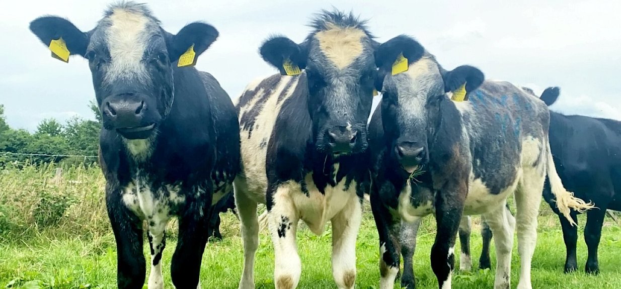 Ilyet még nem láttál: Mindössze fél méter, Rani lehet a világ legapróbb tehene - videó