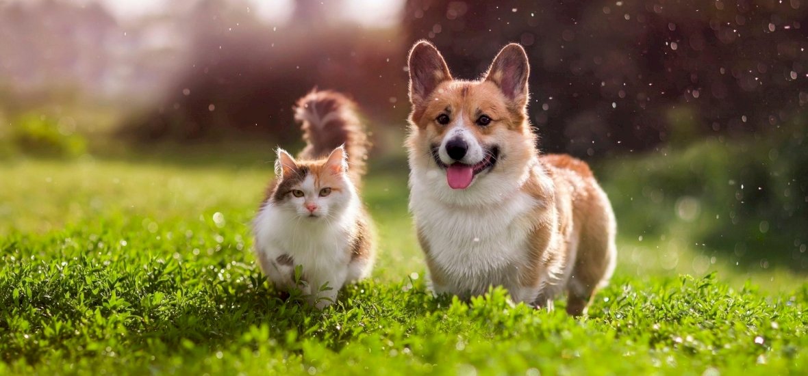 Ellenségből elválaszthatatlan barátok - egy cica segítette át a depresszión a menhelyi kutyust