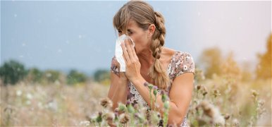 Egy bogár a parlagfű allergiások megmentője?