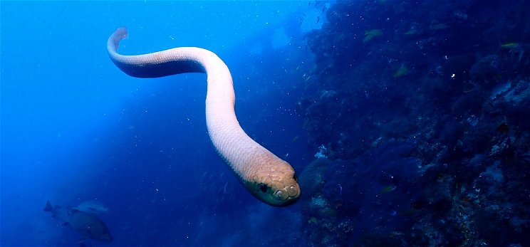 Szexuálisan frusztrált tengeri kígyók vettek üldözőbe egy búvárt Ausztráliában