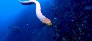 Szexuálisan frusztrált tengeri kígyók vettek üldözőbe egy búvárt Ausztráliában