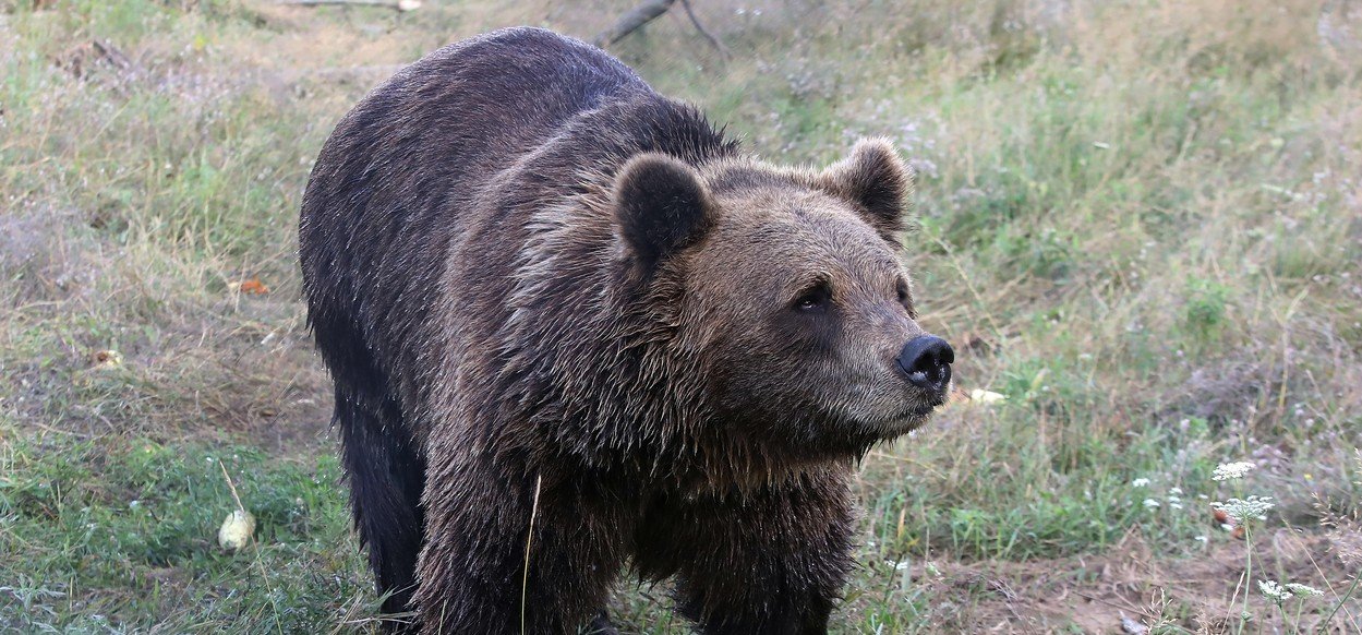Újra barna medvét láttak ebben a magyar városban - veszélyben vannak a lakosok 