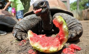 Megelevenedett a teknős és a nyúl meséje, ennek a verziónak azonban ijesztőbb a vége – videó