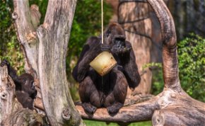 Viszonya volt a csimpánzzal, ezért kitiltották az állatkertből