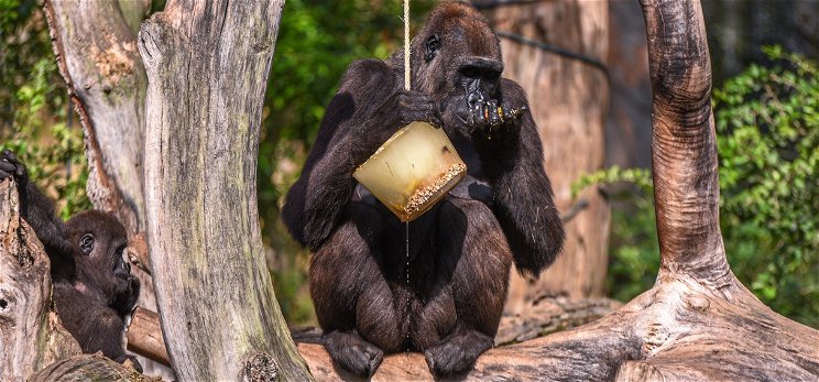 Viszonya volt a csimpánzzal, ezért kitiltották az állatkertből