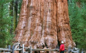 Veszélyben van a világ legnagyobb fája! Mindenáron meg akarják óvni a pusztulástól