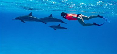 Egy nő elismerte, hogy fiatalon delfinnel szexelt