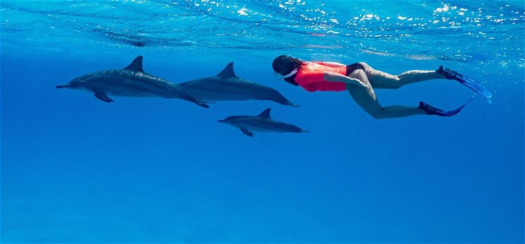 Egy nő elismerte, hogy fiatalon delfinnel szexelt