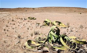 Rájöttek annak a sivatagi növénynek a titkára, amely szinte halhatatlan